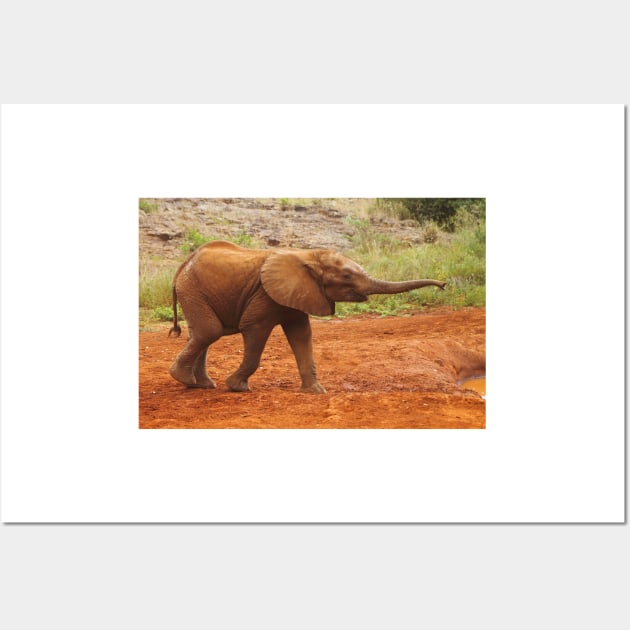 Baby Elephant After a Dust Bath Wall Art by Carole-Anne